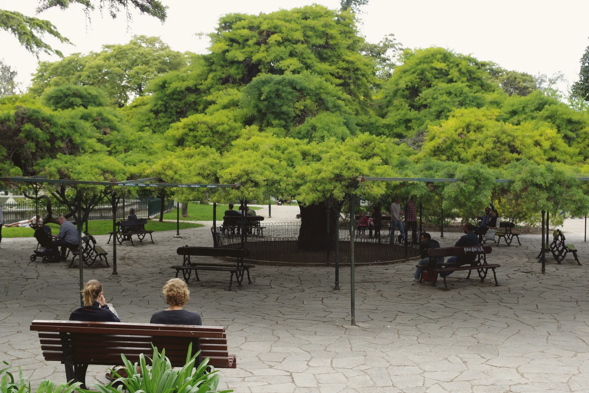 The umbrella cypress at the heart of Jardim do Príncipe Real